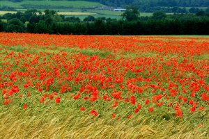 poppies