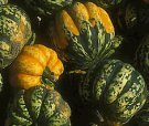 squash