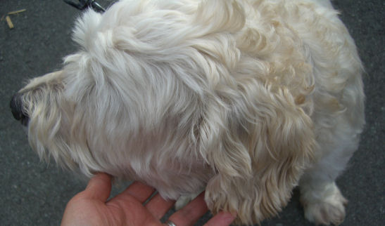 buddy