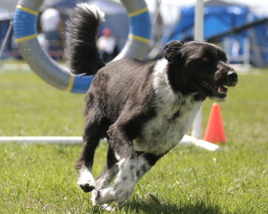 agility_tabi