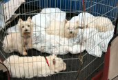 westies