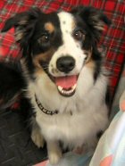 piper