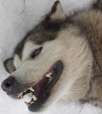 nanook