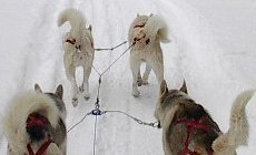 sleddogs