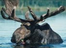 moose