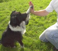 highfive.jpg (12973 bytes)